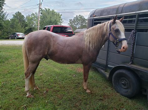 Strawberry Roan Horse
