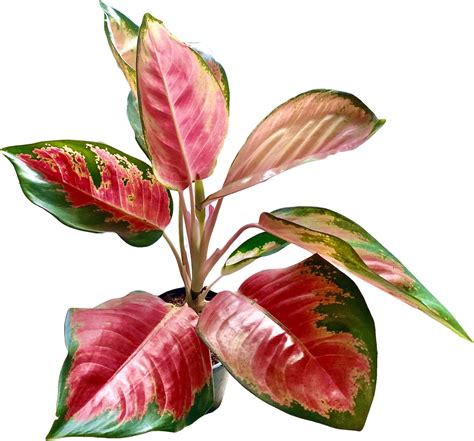 The Four Seasons Aglaonema Suksom Jaipong Variegated Rare Imported ...