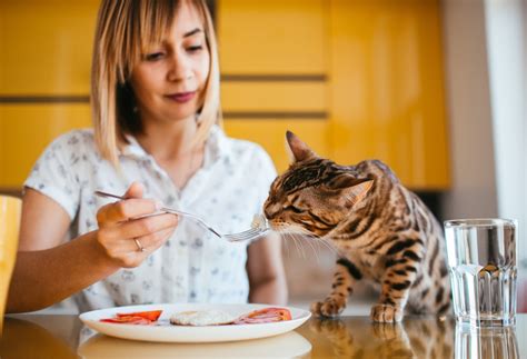 貓可以吃龍蝦嗎？過敏風險、禁忌與安全餵食方式