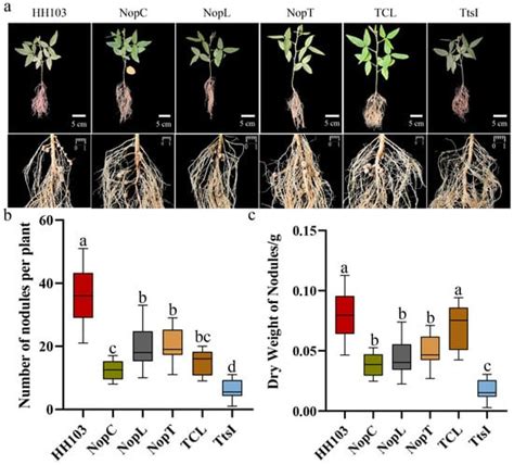 NopC/T/L Signal Crosstalk Gene GmPHT1-4