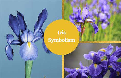 Irises Symbolism at Hudson Facy blog