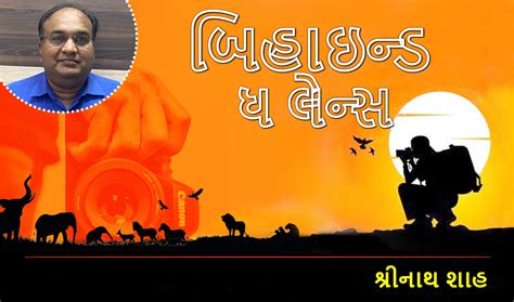 ઢિકાલા-કોર્બેટના રસ્તે સાપ નોળીયાની લડાઈ | chitralekha
