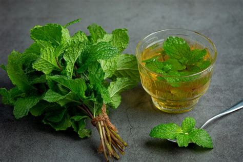 Know the health benefits with uses of consuming mint during summers THE ...