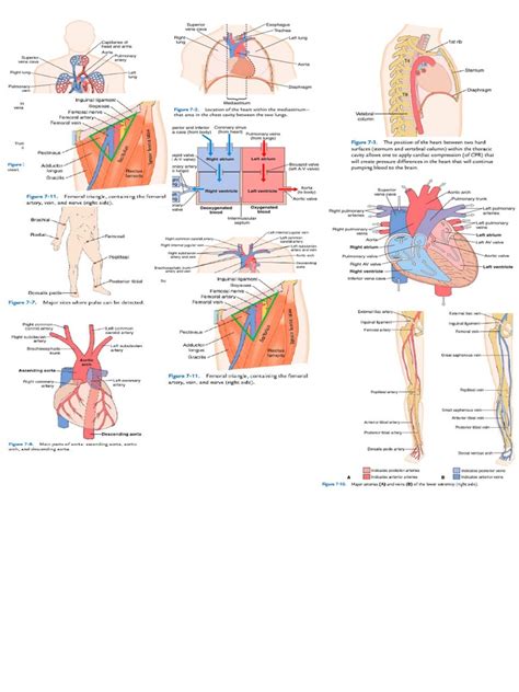 Image result for Cardiac System Explained Simple Beginners