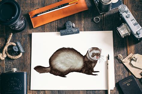 How to Draw a Ferret - A Fun and Easy Ferret Drawing Tutorial