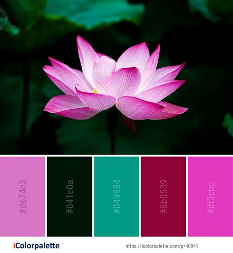Color Palette Ideas from Lotus Images