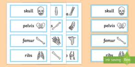 What are Bones Made of? | Bones in the Human Body | Wiki