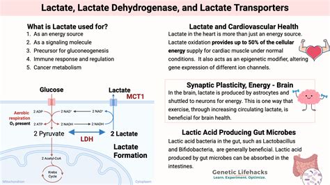 Lactate, Lactate Dehydrogenase, and Lactate Transporters