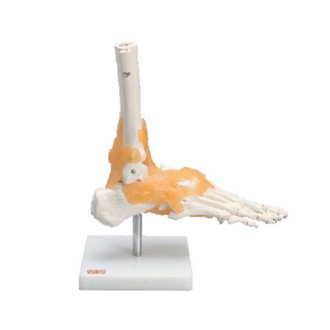 Ankle Joint – Vision Body Care Pvt. Ltd.