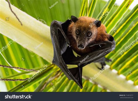 Fruit Bat Hanging Upside Down