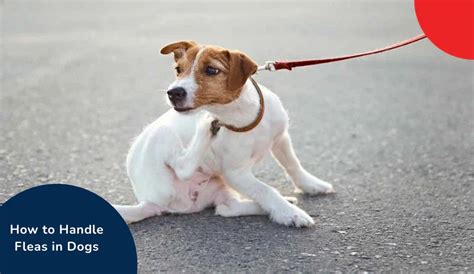 How to Handle Fleas in Dogs – Best Treatments & Prevention Tips | Zigly