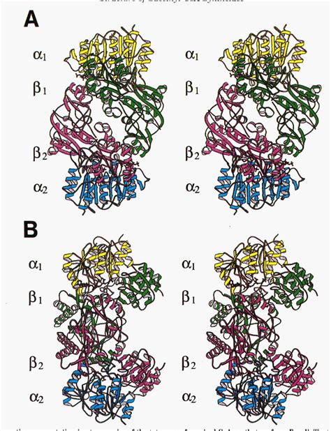 Succinyl Coa Synthetase