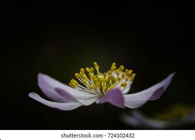 Image result for Flower Side View