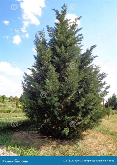 Thuja Occidentalis - Northern White-cedar, Eastern White Cedar, Stock ...