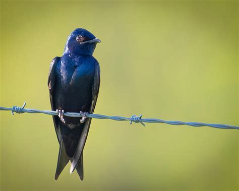 Purple Martin Print - Nature Photography - Bird Decoration - Country ...