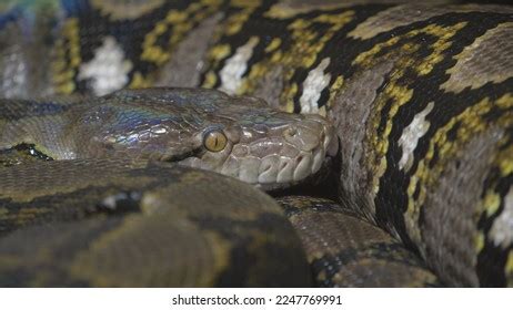 Image result for Yellow Head Reticulated Python