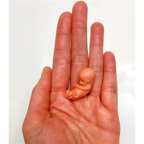 MADE TO ORDER 10 Week Gestation Fetus Stage of Fetal - Etsy