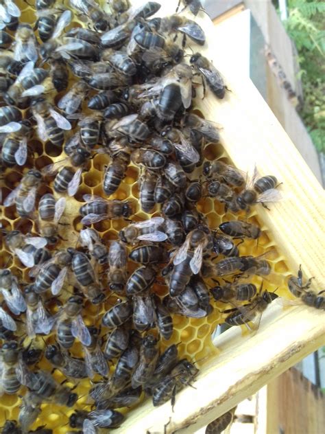 Black bee queen : Beekeeping