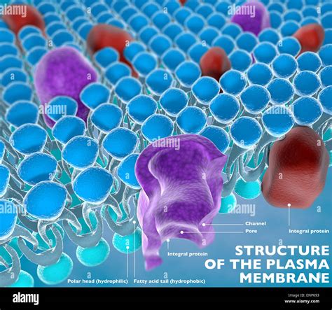 Plasma Membrane Diagram