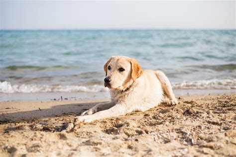 Travelling to the US with Your Pet: What You Need To Know