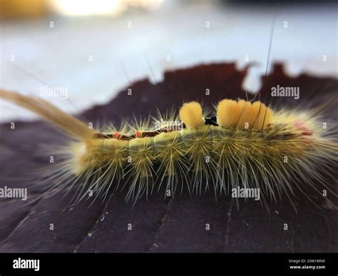 White-marked Tussock Moth (Orgyia leucostigma) Insecta Stock Photo - Alamy