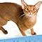 Buy Abyssinian Cat Presents: Cat Care Guide Workbook Abyssinian Cat ...