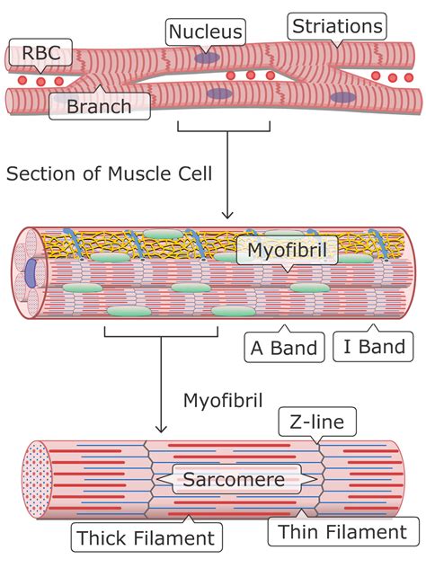 Cardiac Muscle Structure 的图像结果
