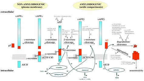 The Impact of Vitamin E and Other Fat-Soluble Vitamins on Alzheimer´s ...