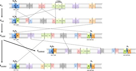 Image result for Inversion Loop Genetics