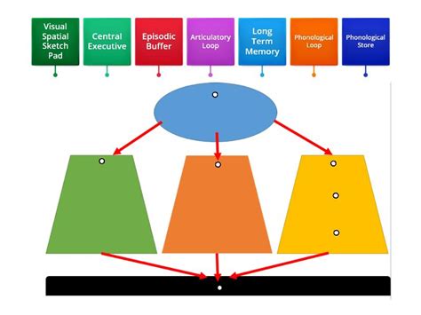 Image result for Working Memory Model Explained