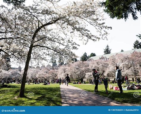 Cherry Blossoms at University Campus in Seattle Editorial Stock Image ...