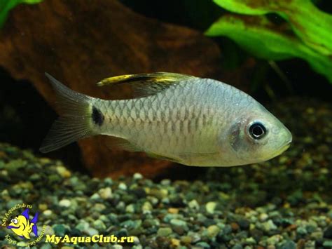 Oreichthys - JungleKey.in Image