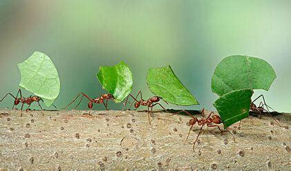 蚂蚁在冬季消失，是因为需要冬眠吗？|粮食|蚂蚁|蚁巢_新浪新闻