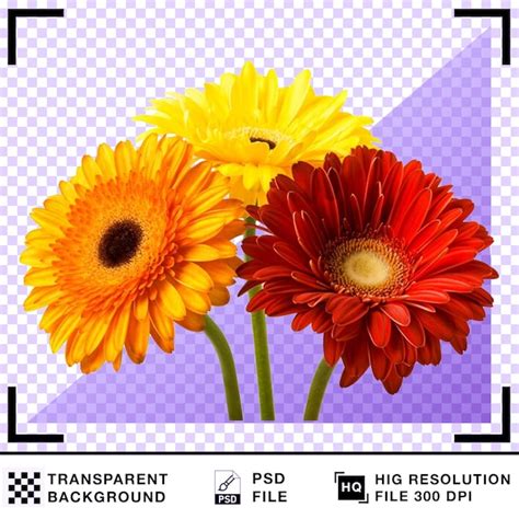 Vibrant gerbera daisies in full bloom against a transparent background ...