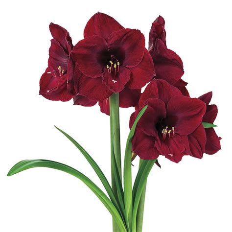 Breck's Colossal Benfica Red Flowering Amaryllis Bulb Gift Kit, Planted ...