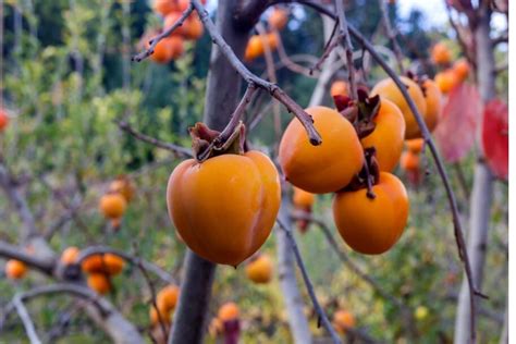 अमरफल के फायदे जानेंगे तो रोजाना खाएंगे, इन बीमारियों में लाभदायक