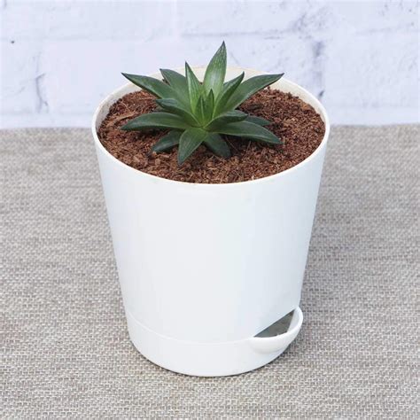 Ugaoo Succulent Haworthia Turgida : Amazon.in: Garden & Outdoors