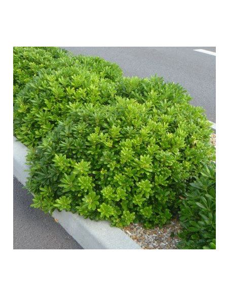 Pittosporum tobira 'Nanum' - lepljivec