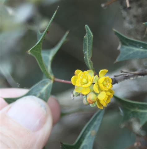 Agarita, Desert Holly – stxflora