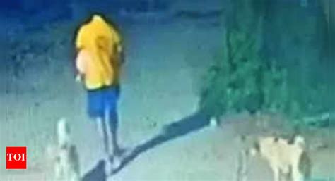 Man throws two stray dogs off balcony; held | Gurgaon News - Times of India
