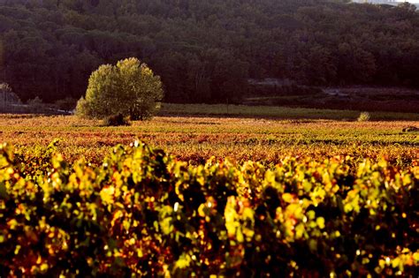 Image result for Le Progres Lyon