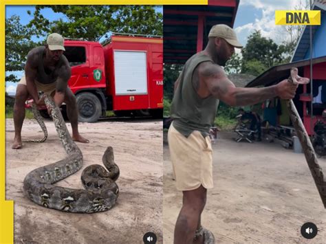 Viral video: Man provokes massive python, faces backlash for reckless ...