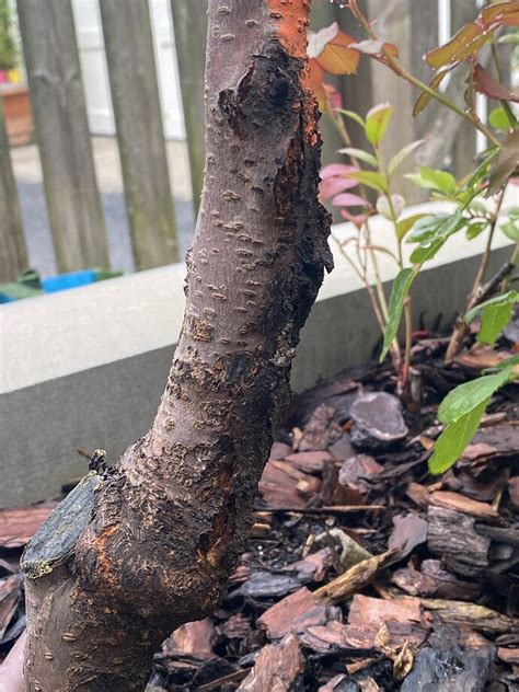 Image result for Cherry Tree Trunk Rot