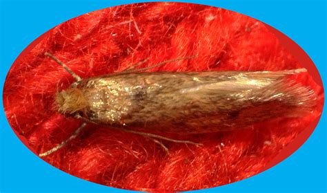 Clothing Moth Season at Marc Rogers blog