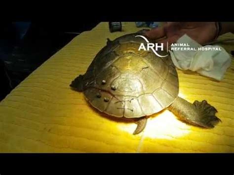 Image result for How to Fix a Turtle Shell