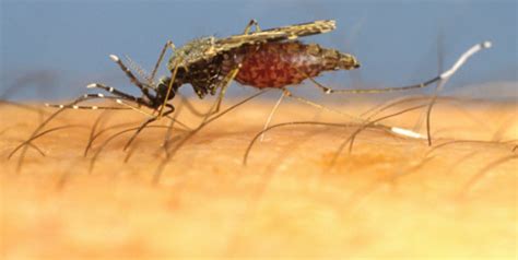 Cell protein lets malaria parasite enter the liver | OnlyMyHealth