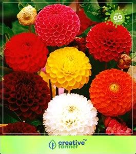 creative farmer Flower Seeds : Dahlia Hybrids Balcony Garden For ...