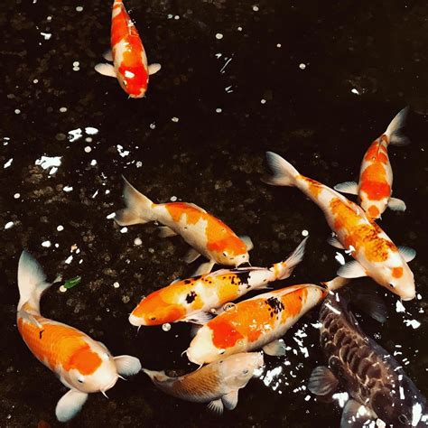 KP & the Sunshine Band, Magpies Waitara, Sydney, 28 September 2024 ...