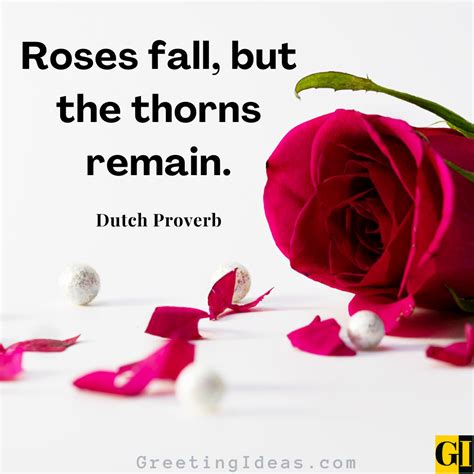 80 Deep Roses Quotes On Beauty, Love And Thorns
