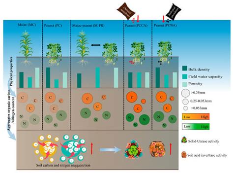 Chemical and Biological Amendments and Crop Rotation Affect Soil Carbon ...